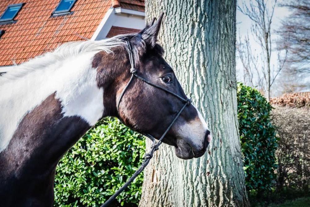 Ander stamboek allrounder Merrie 9 jaar Andere te koop - Foto 4
