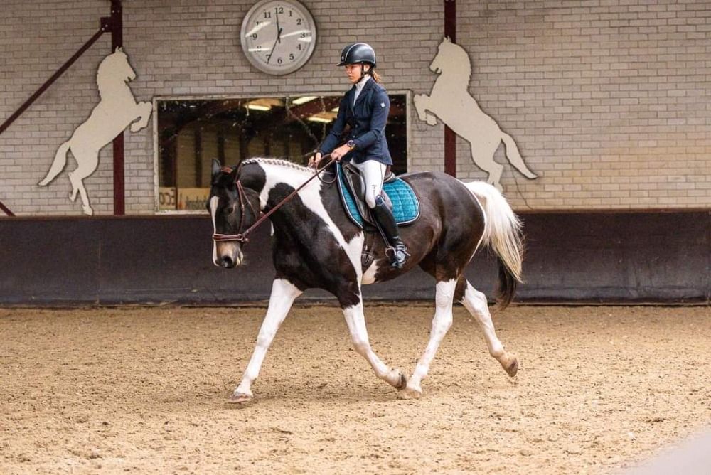Ander stamboek allrounder Merrie 9 jaar Andere te koop - Foto 3