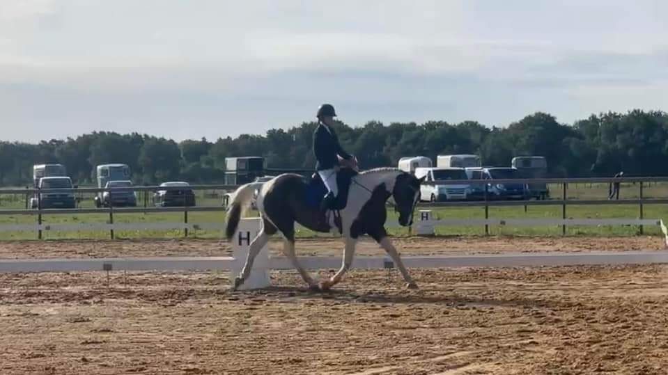 Ander stamboek allrounder Merrie 9 jaar Andere te koop - Hoofdfoto