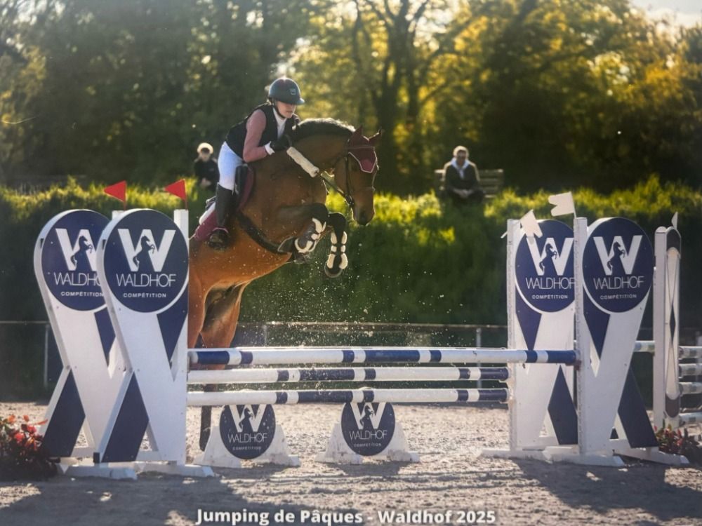 Hannover springpaard Ruin 7 jaar Bruin te koop - Foto 6