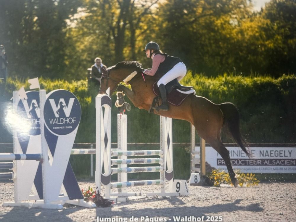 Hannover springpaard Ruin 7 jaar Bruin te koop - Foto 5