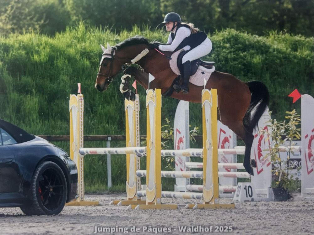 Hannover springpaard Ruin 7 jaar Bruin te koop - Foto 2