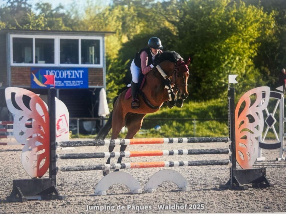 Hannover springpaard Ruin 7 jaar Bruin te koop - Foto 3