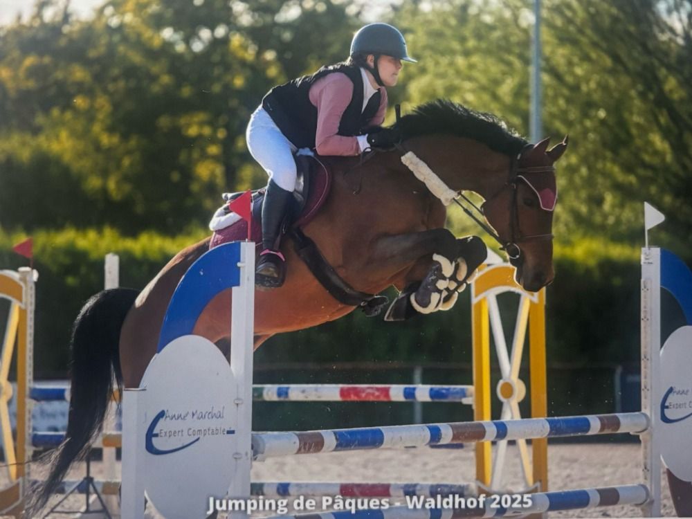 Hannover springpaard Ruin 7 jaar Bruin te koop - Foto 4
