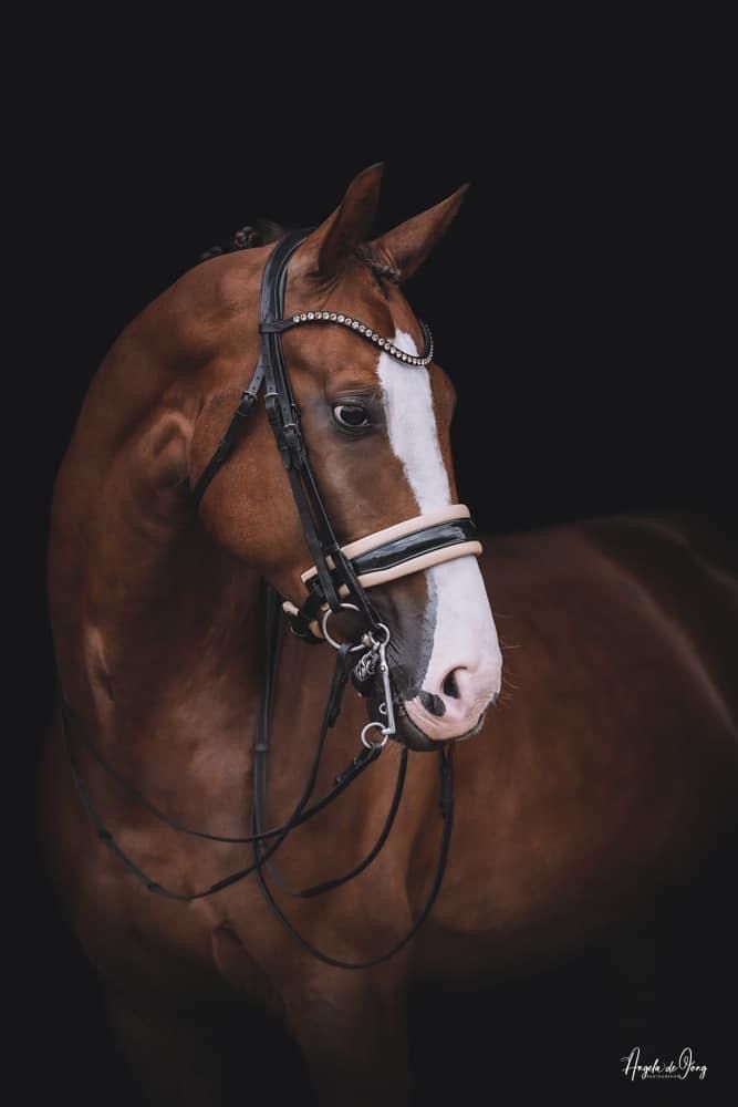 Oldenburg dressuurpaard Ruin 8 years old Vos for sale - Main photo