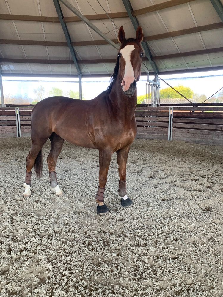 Oldenburg dressuurpaard Ruin 8 years old Vos for sale - Photo 3