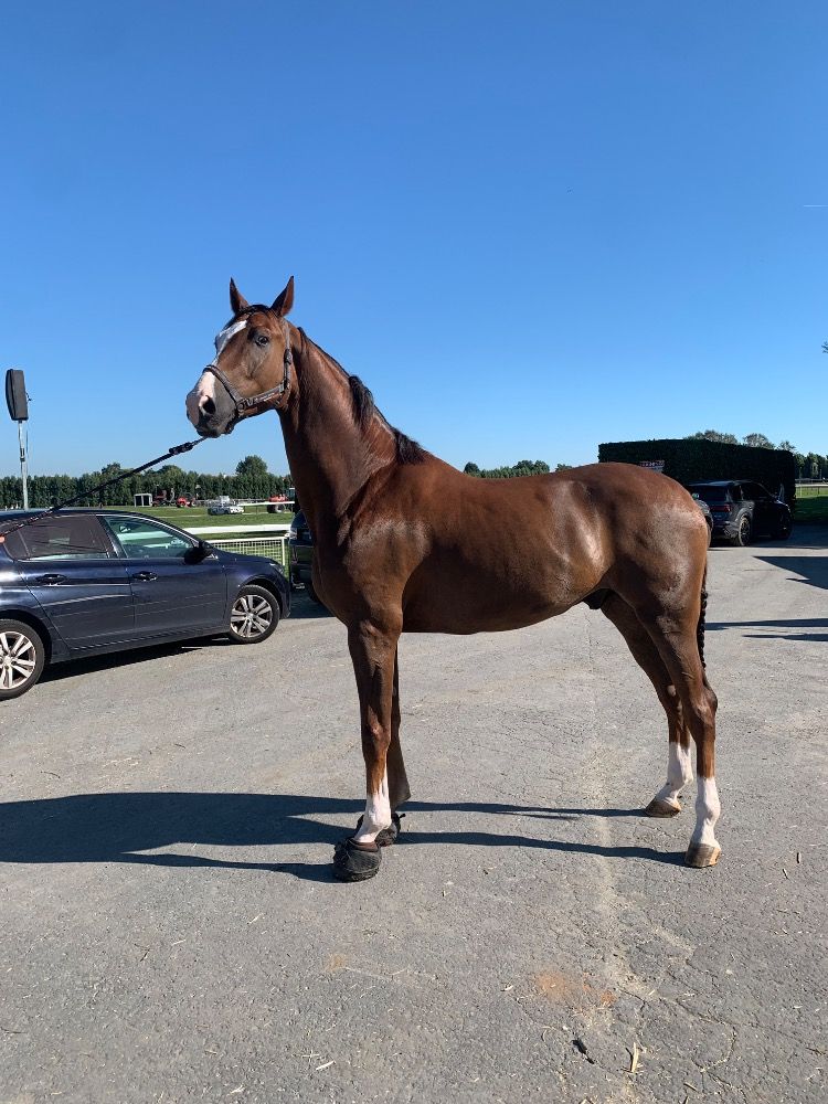Oldenburg dressuurpaard Ruin 8 years old Vos for sale - Photo 2