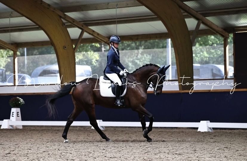 KWPN allrounder Ruin 16 years old for sale - Main photo