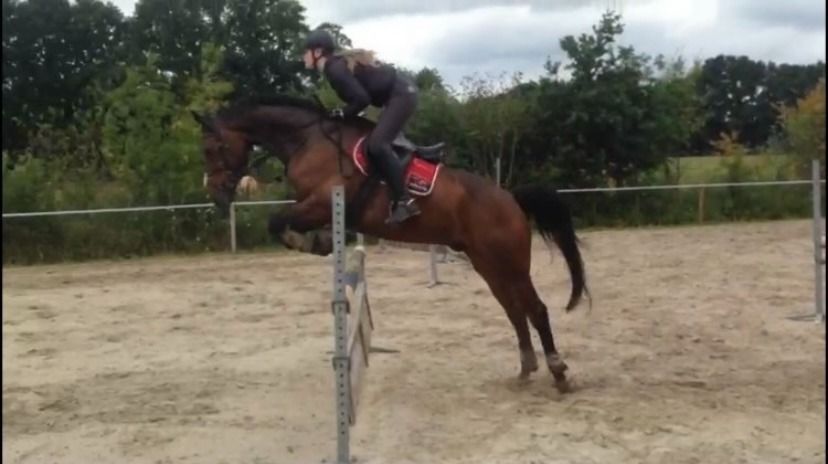 KWPN allrounder Ruin 16 years old for sale - Photo 4
