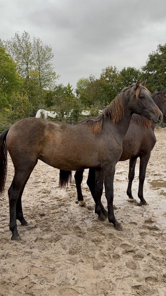PRE allrounder Hengst 2 jaar Schimmel te koop - Foto 2