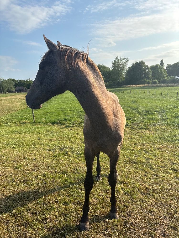 PRE allrounder Hengst 2 jaar Schimmel te koop - Foto 4