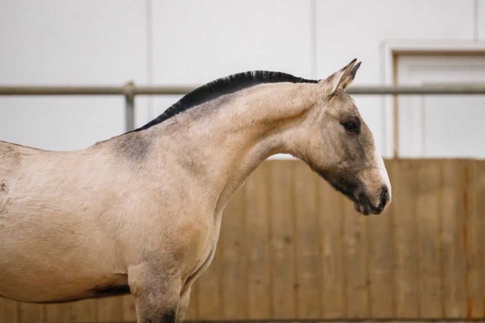 Ander stamboek dressuurpaard Merrie Andere for sale - Photo 3