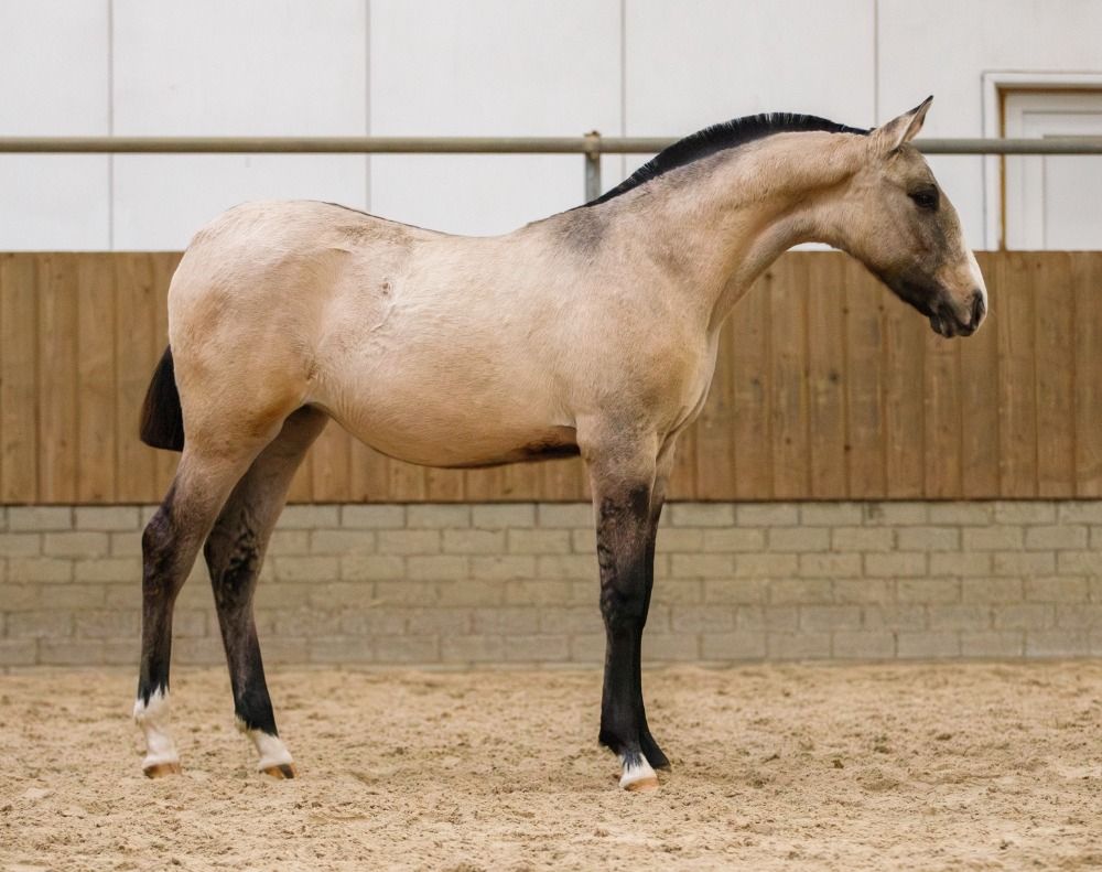 Ander stamboek dressuurpaard Merrie Andere for sale - Photo 2