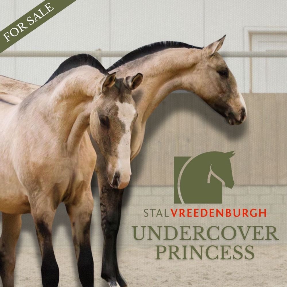 Prachtig en Uniek Lusitano merrie Jaarling
