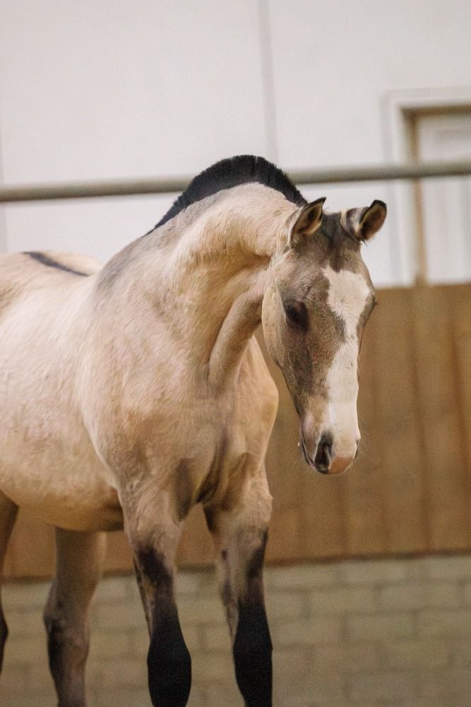 Ander stamboek dressuurpaard Merrie Andere for sale - Photo 4