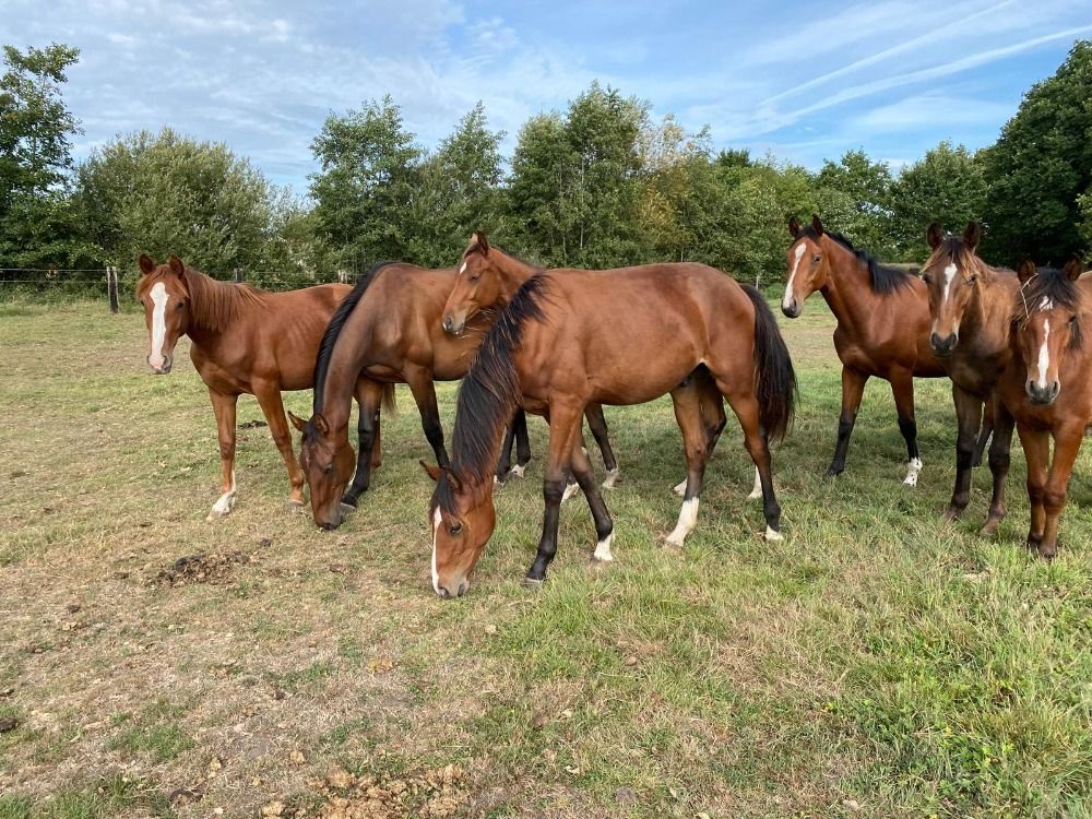 Poneys jeunes de qualité Prinseveld DSC