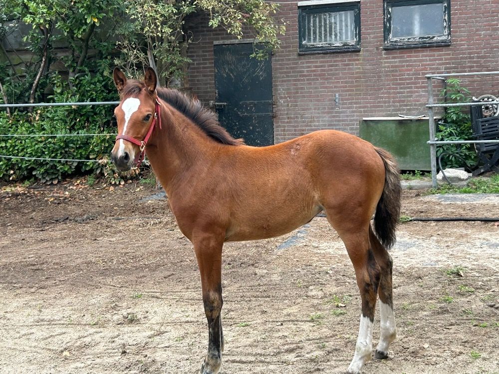 KWPN springpaard Merrie Bruin te koop - Foto 2
