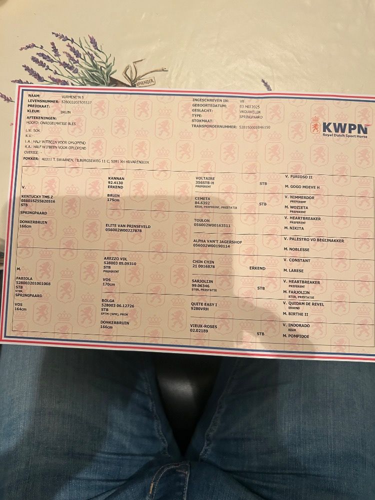 KWPN springpaard Merrie Bruin te koop - Foto 3