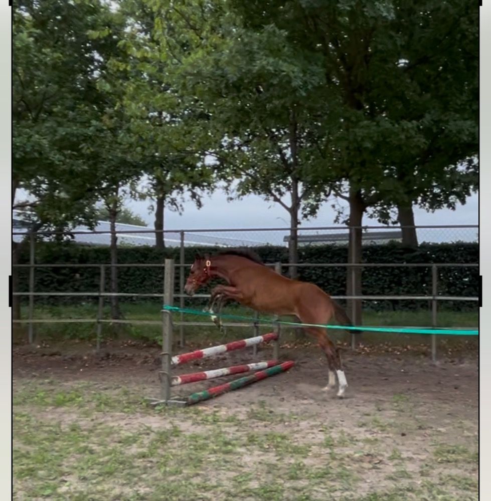 KWPN springpaard Merrie Bruin te koop - Hoofdfoto