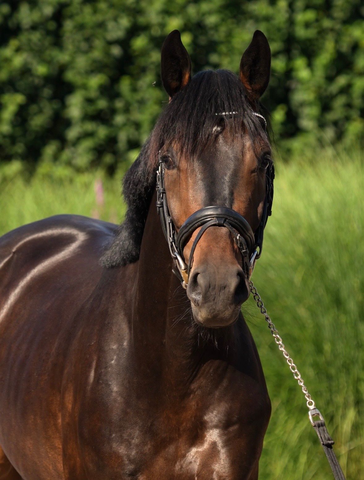 dressuurpaard ruin 3 anos à venda - Foto 2
