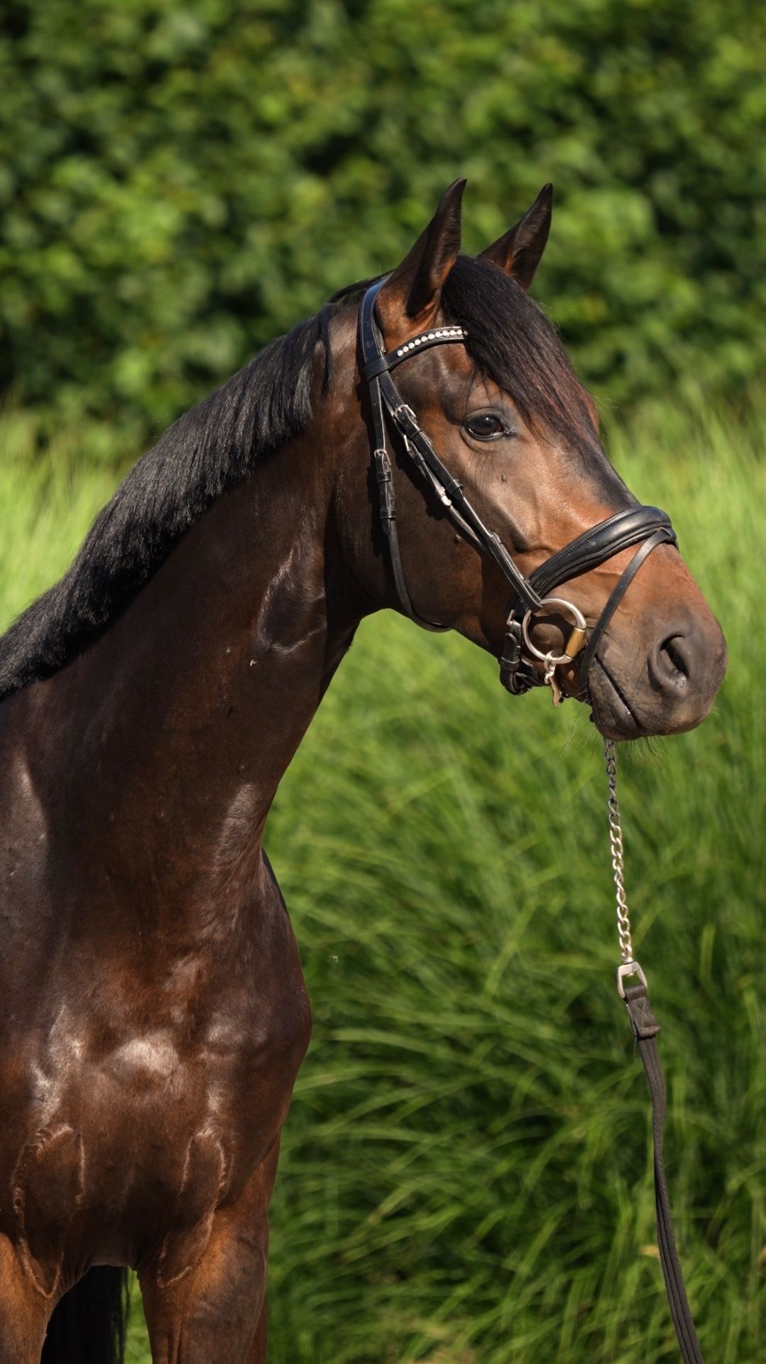 Toscano, Dressurpferd, Wallach, 3 Jahre