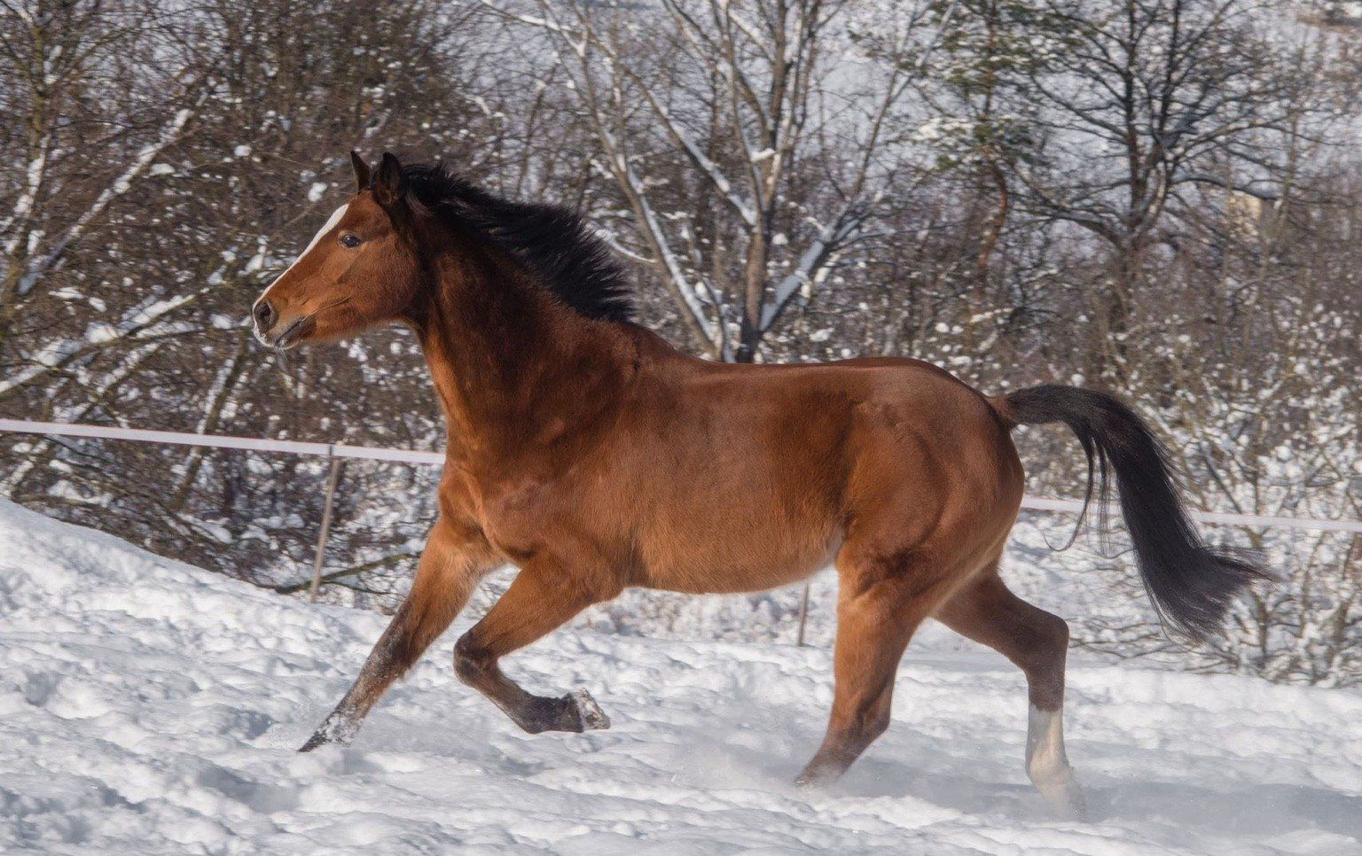 Sir ECKLEY, Allsidig ponny, Valack, 21 år
