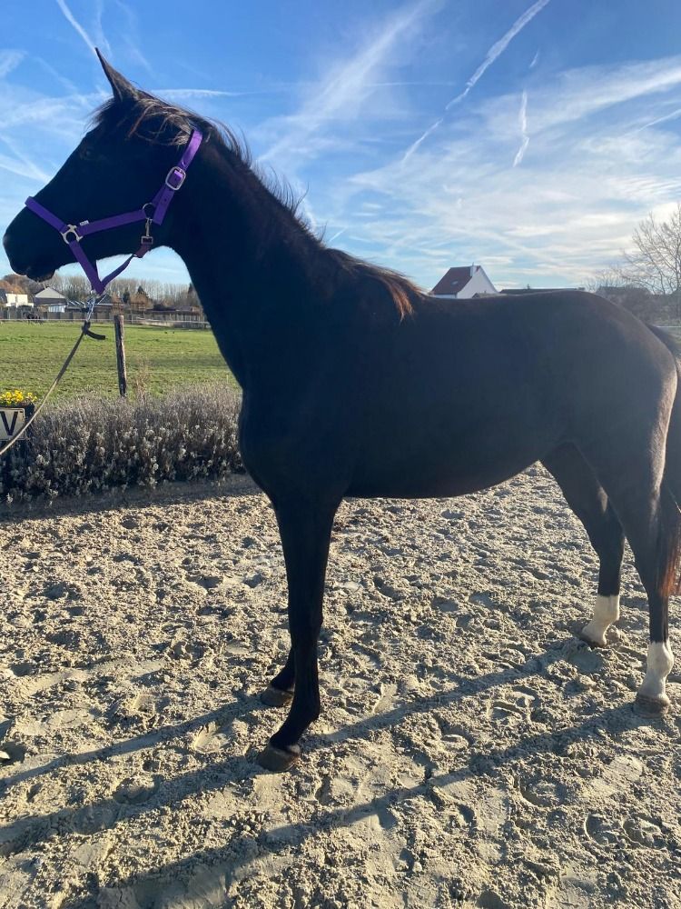 dressuurpaard Merrie 3 years old for sale - Main photo
