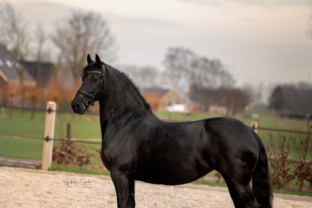 FPS (Nederland) fries Merrie 10 jaar Zwart te koop - Foto 4