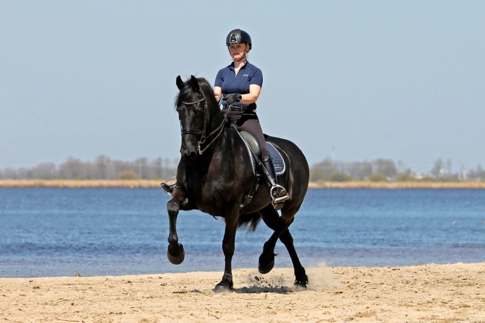 10 jarige Friese Sport AA merrie