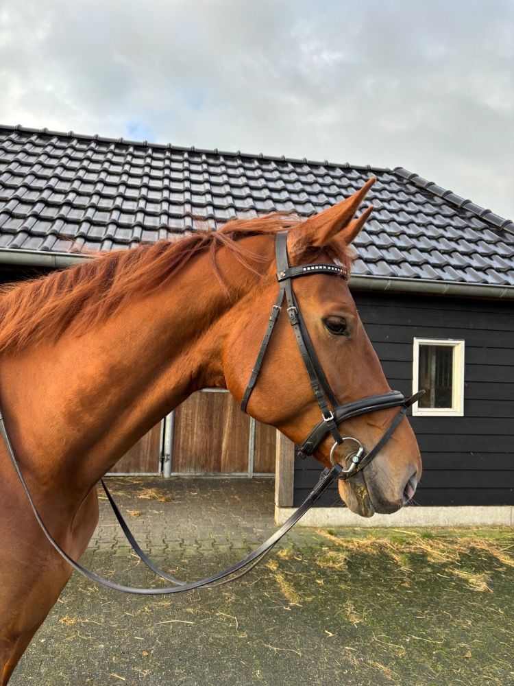 KWPN dressuurpaard Merrie 6 jaar Vos te koop - Foto 3