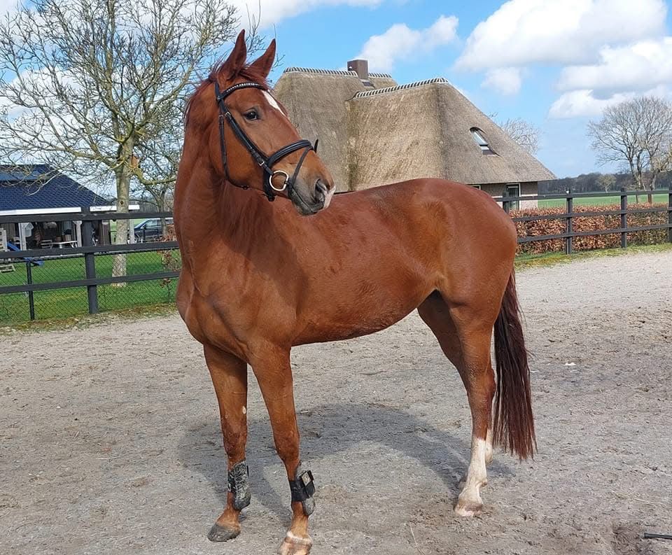 KWPN dressuurpaard Merrie 6 jaar Vos te koop - Foto 2