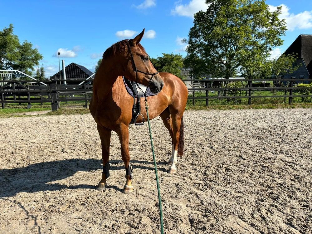 KWPN dressuurpaard Merrie 6 jaar Vos te koop - Hoofdfoto