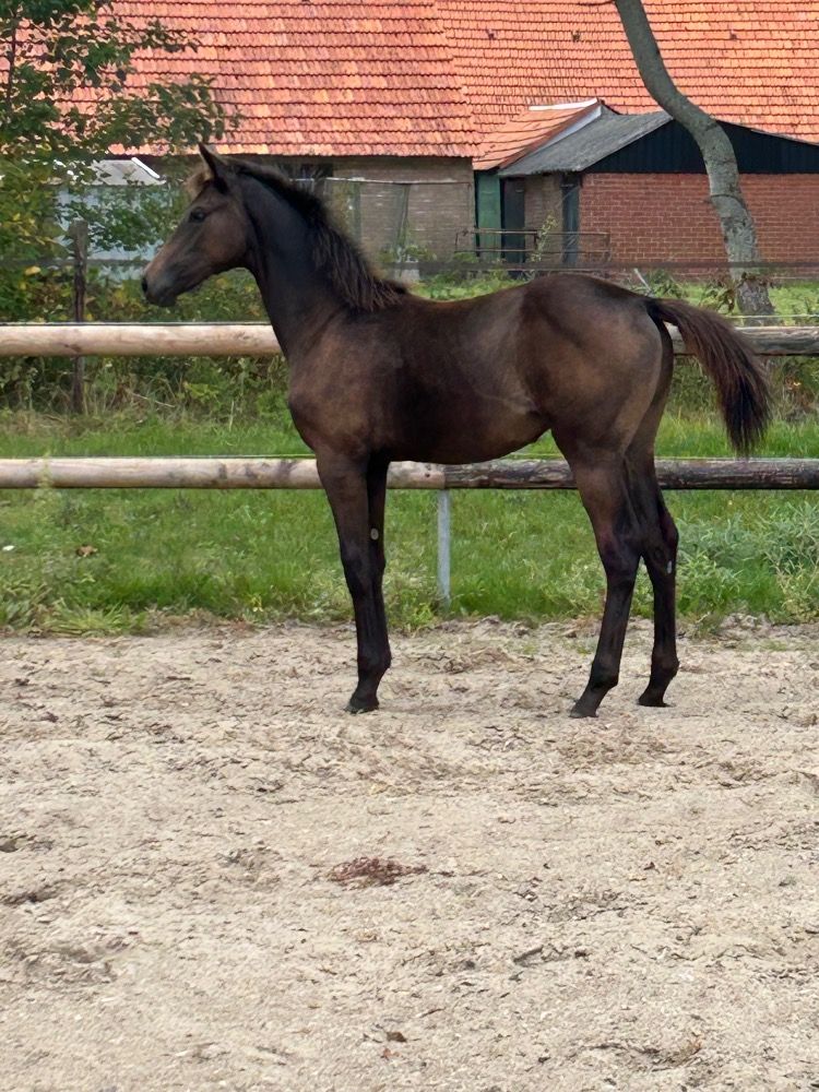 KWPN dressuurpaard Merrie 1 let Donkerbruin na prodej - Foto 4