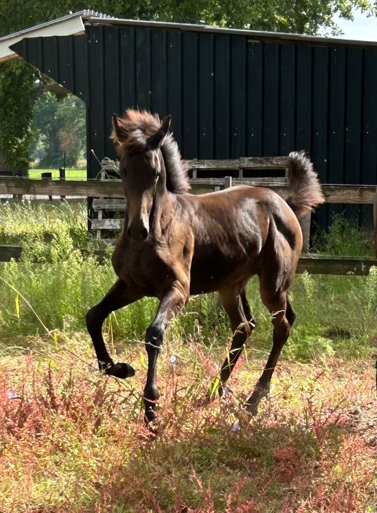 Expressieve dressuur merriejaarling van Blue Horse Zackerey x Daily Diamond