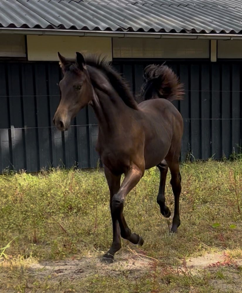 KWPN dressuurpaard Merrie 1 let Donkerbruin na prodej - Foto 2