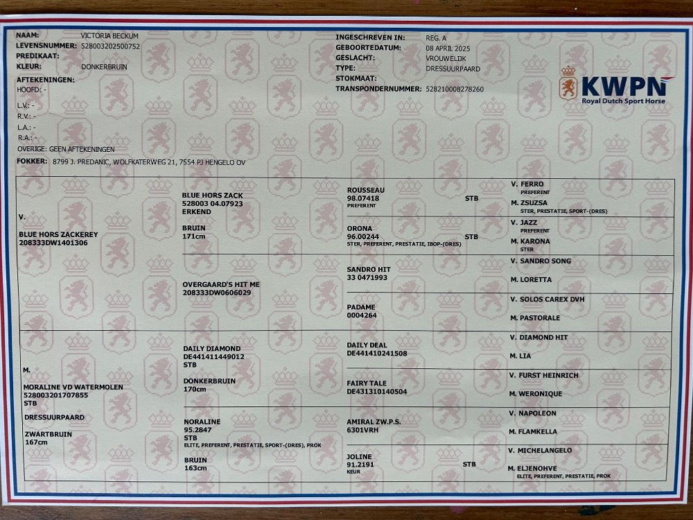 KWPN dressuurpaard Merrie 1 let Donkerbruin na prodej - Foto 5
