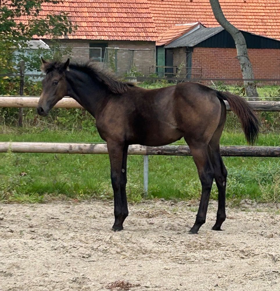 KWPN dressuurpaard Merrie 1 let Donkerbruin na prodej - Foto 3
