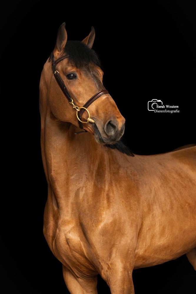 zangersheide springpaard ruin 6 years old bruin for sale - Photo 2