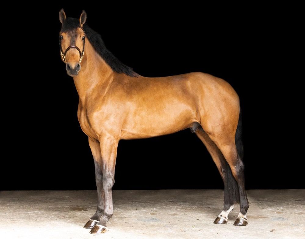 zangersheide springpaard ruin 6 years old bruin for sale - Photo 4
