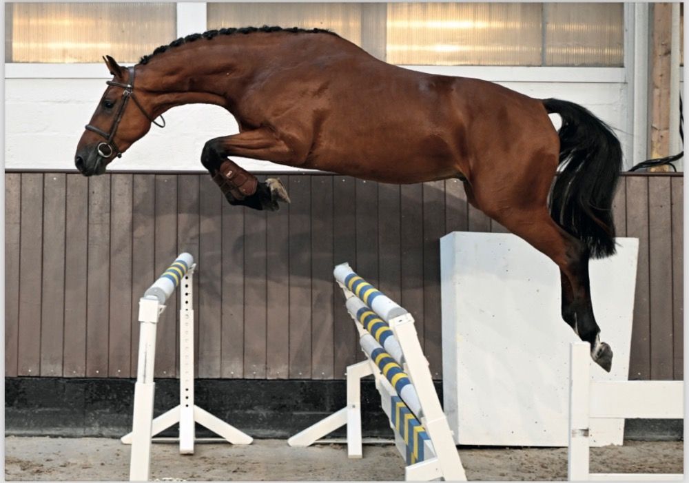 5 Y Sporty gelding with many qualities from a top line