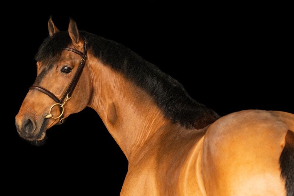 zangersheide springpaard ruin 6 years old bruin for sale - Photo 3