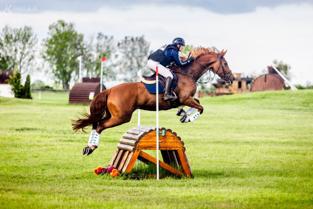 KWPN eventingpaard Merrie 6 years old Vos for sale - Photo 2