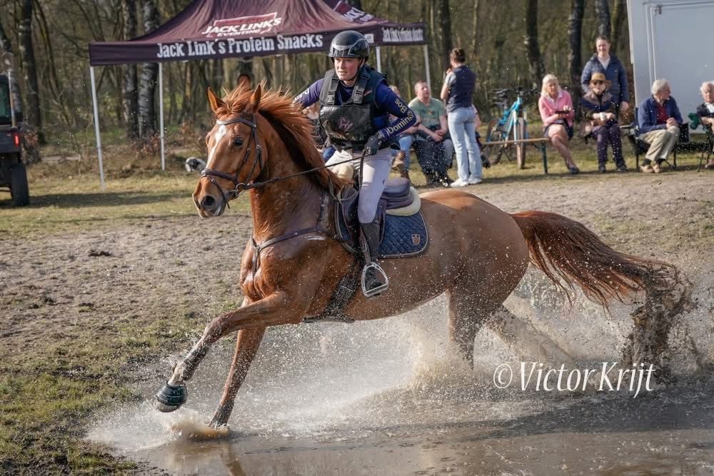 KWPN eventingpaard Merrie 6 years old Vos for sale - Photo 3