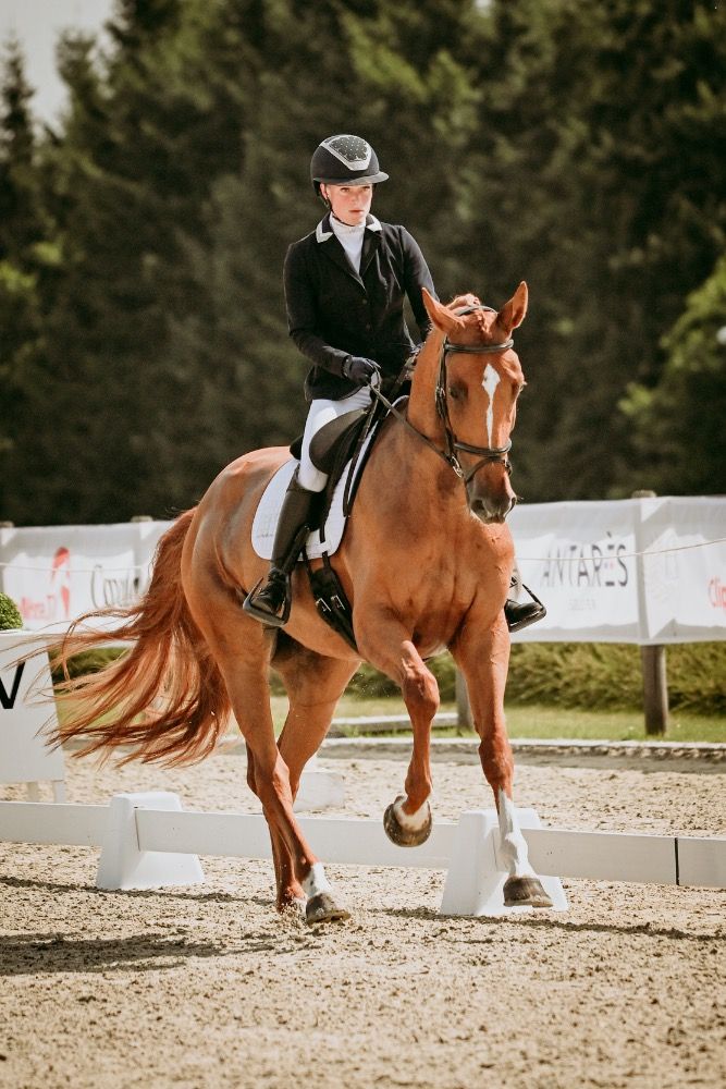 KWPN eventingpaard Merrie 6 years old Vos for sale - Photo 5