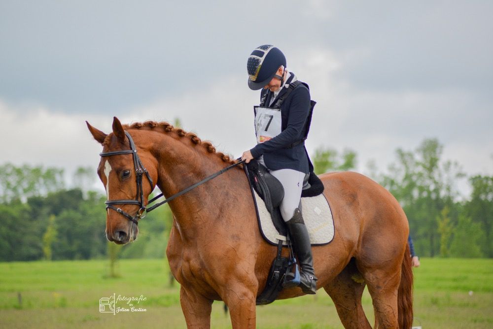 KWPN eventingpaard Merrie 6 years old Vos for sale - Photo 6