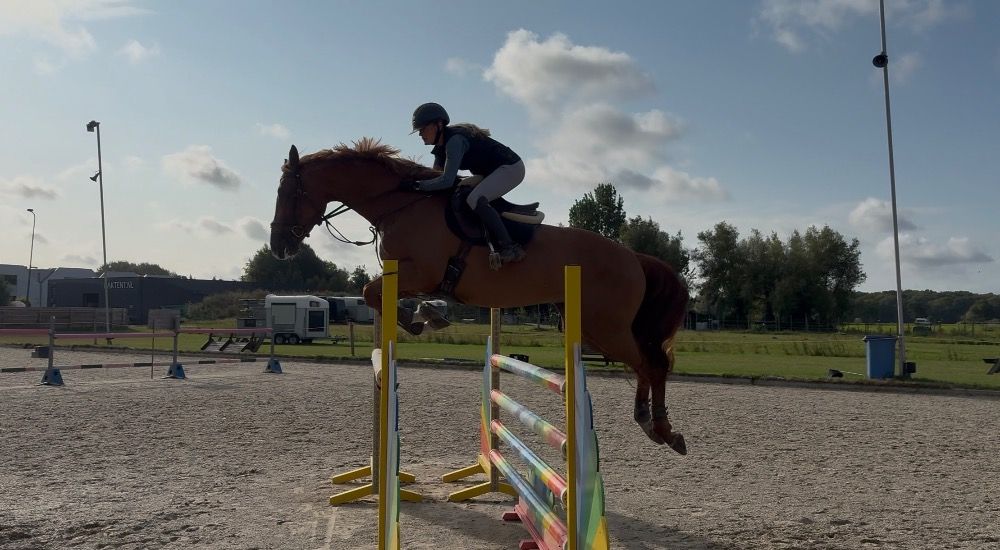 KWPN eventingpaard Merrie 6 years old Vos for sale - Photo 4