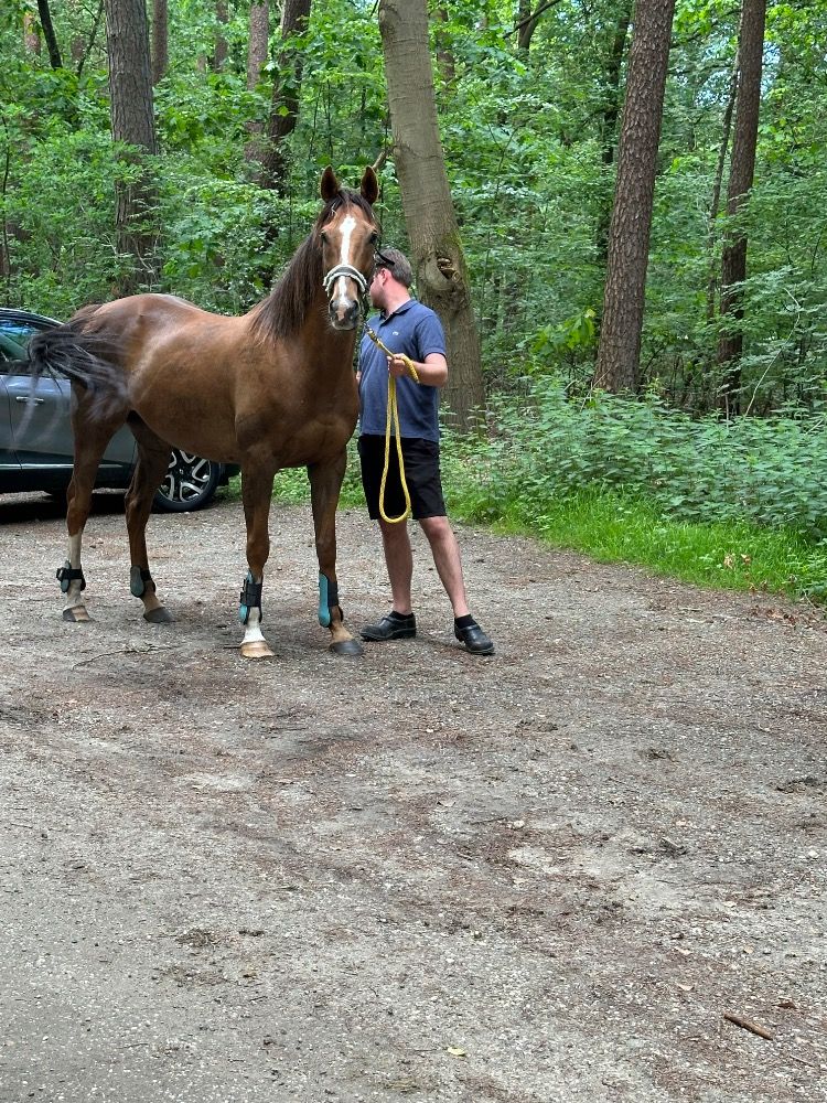 Iers sportpaard paard Ruin 8 jaar Vos te koop - Foto 3