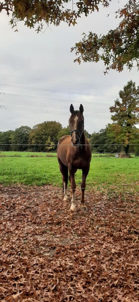 Leuke 8 jarige Ierse ruin