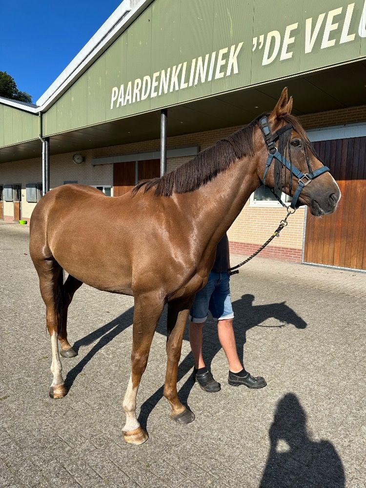 Iers sportpaard paard Ruin 8 jaar Vos te koop - Foto 2