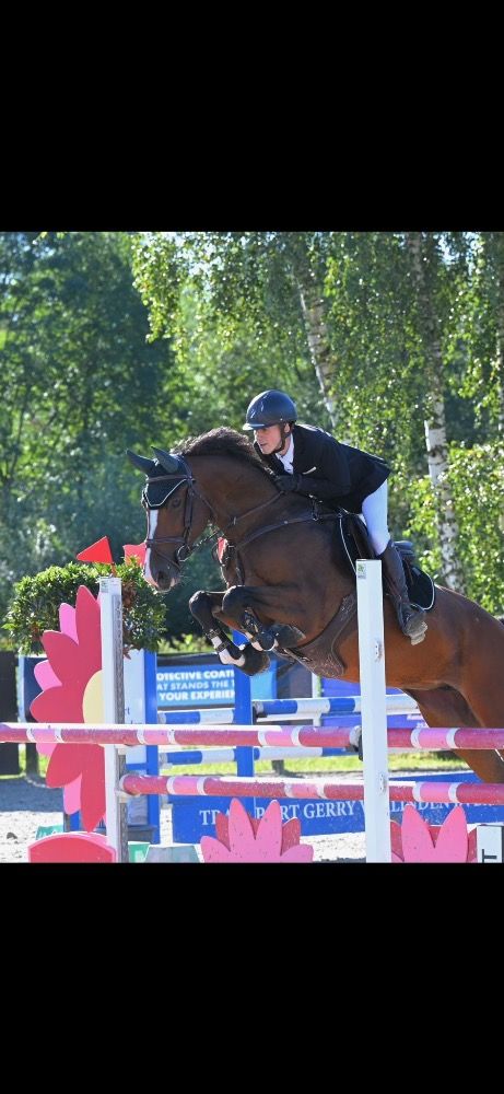 Zangersheide springpaard Merrie 8 jaar Bruin te koop - Foto 3